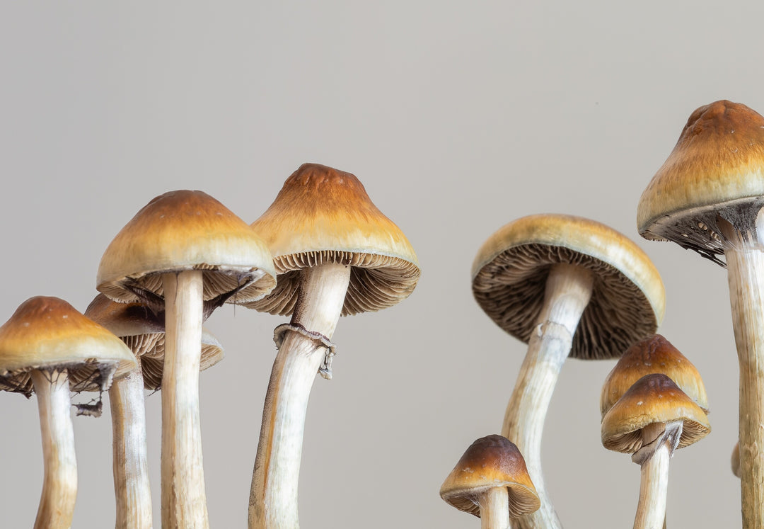 Psilocybin Therapy: A New Hope for Opioid Addiction Recovery